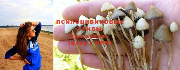 PSILOCYBIN Бородино